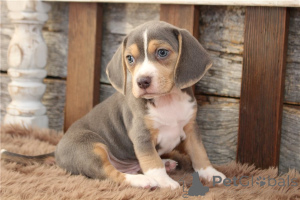 Photo №2 to announcement № 135603 for the sale of beagle - buy in Germany 