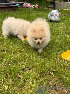 Photo №3. Pomeranian Zwergspitz puppies. Germany