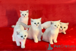 Photo №2 to announcement № 87994 for the sale of british shorthair - buy in Latvia from nursery