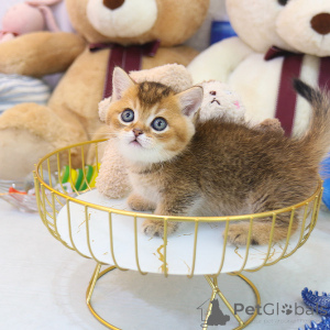Photo №2 to announcement № 153268 for the sale of munchkin - buy in Bahamas breeder