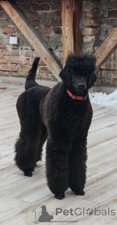 Photo №3. First class litter of LARGE POODLES. Serbia
