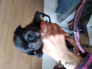 Photo №1. chihuahua - for sale in the city of Нинхаген | negotiated | Announcement № 19973