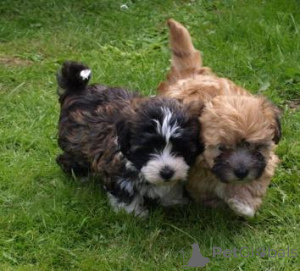 Photo №2 to announcement № 162990 for the sale of bolonka - buy in Switzerland 