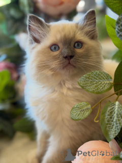 Photo №4. I will sell ragdoll in the city of Dieren. breeder - price - negotiated