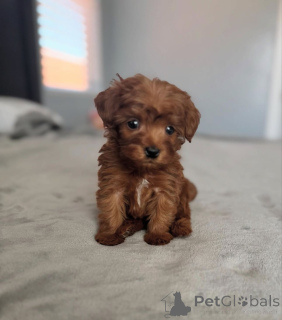 Photo №4. I will sell poodle (toy) in the city of Arizona City. breeder - price - negotiated