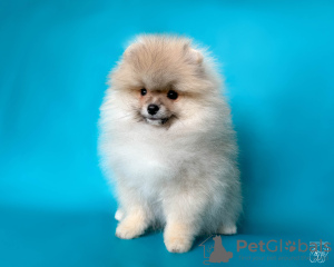 Photo №2 to announcement № 46529 for the sale of pomeranian - buy in Belarus from nursery, breeder