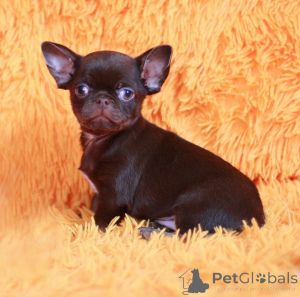 Photo №1. chihuahua - for sale in the city of Jesteburg | negotiated | Announcement № 159471