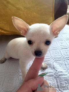 Photo №2 to announcement № 111962 for the sale of chihuahua - buy in Serbia breeder