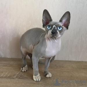 Photo №1. sphynx cat - for sale in the city of Москва | Is free | Announcement № 107797