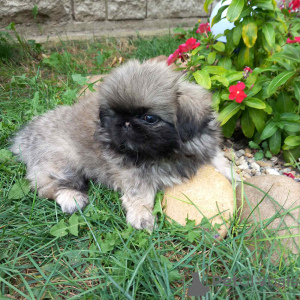 Additional photos: Pekingese puppies