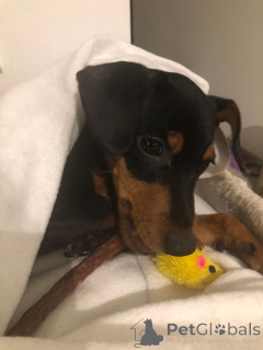 Photo №4. I will sell miniature pinscher in the city of Люксембург.  - price - 2306$