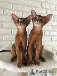Photo №4. I will sell abyssinian cat in the city of Gomel. from nursery - price - negotiated