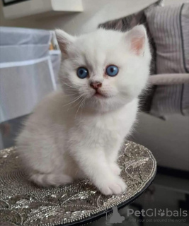 Photo №3. British Shorthair Cattery. Netherlands