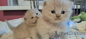 Photo №2 to announcement № 108980 for the sale of british shorthair - buy in Poland private announcement