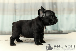 Photo №4. I will sell french bulldog in the city of Karaganda. from nursery - price - 1650$