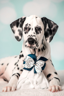 Photo №1. dalmatian dog - for sale in the city of Cherepovets | 584$ | Announcement № 5635