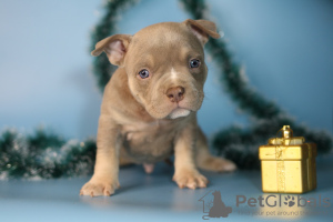 Additional photos: American bully