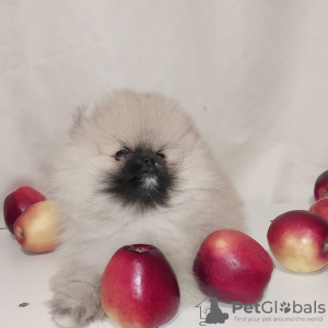 Photo №1. pomeranian - for sale in the city of Odessa | 1300$ | Announcement № 38685