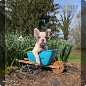 Photo №2 to announcement № 140871 for the sale of french bulldog - buy in Germany private announcement