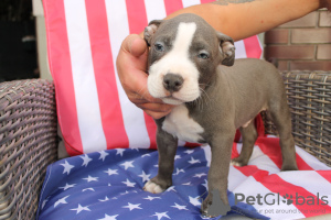 Additional photos: American Bully Pocket ABKC GrChampions