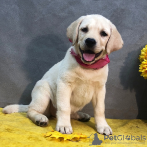 Photo №1. labrador retriever - for sale in the city of Nottingham | negotiated | Announcement № 123496