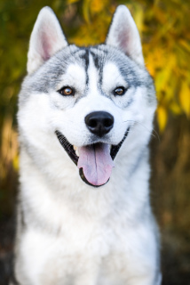 Photo №1. siberian husky - for sale in the city of Kiev | Negotiated | Announcement № 4215