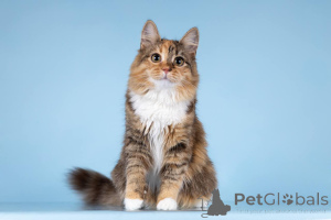 Photo №3. We are looking for the kindest hands for teenage kitten Fiona.. Russian Federation