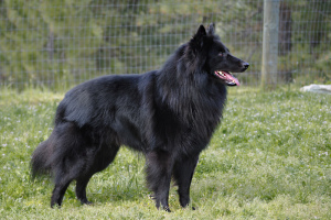 Photo №2 to announcement № 657 for the sale of groenendael dog - buy in Georgia breeder