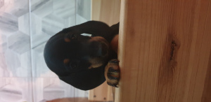 Photo №4. I will sell non-pedigree dogs in the city of Minsk. private announcement - price - 151$