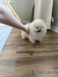 Photo №3. Adorable Pomeranian Puppies for Sale Healthy & Fluffy Companions. Poland