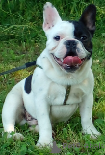 Photo №1. french bulldog - for sale in the city of Kula | negotiated | Announcement № 73440