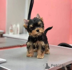 Photo №1. yorkshire terrier - for sale in the city of Quadratsch | negotiated | Announcement № 165317