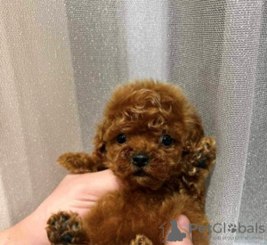 Photo №3. Toy Poodle, puppies available. Serbia