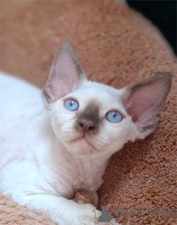 Photo №1. devon rex - for sale in the city of Affalterbach | 376$ | Announcement № 151546