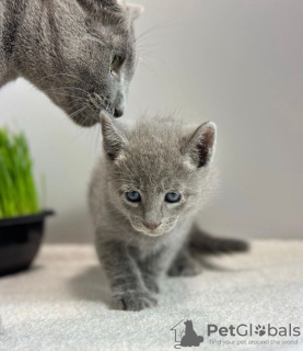 Photo №2 to announcement № 89687 for the sale of russian blue - buy in Germany private announcement