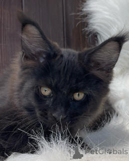 Photo №2 to announcement № 155320 for the sale of maine coon - buy in Ireland private announcement