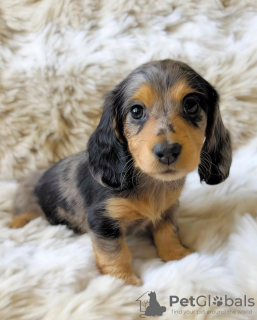Photo №3. Loving Dalmatian Puppies. Netherlands