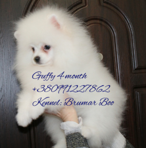 Additional photos: White Pomeranian