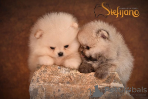 Photo №1. pomeranian - for sale in the city of Loznica | Is free | Announcement № 110385