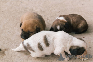 Photo №3. Adoral Mixed-Breed Puppes Reada Ford Loving Homs!. United Kingdom