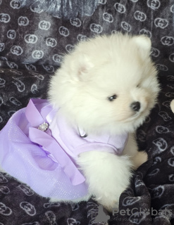 Photo №4. I will sell pomeranian in the city of Nuremberg. private announcement - price - 350$