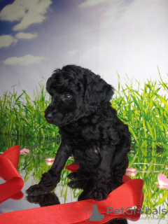 Photo №4. I will sell poodle (dwarf) in the city of Bryansk. private announcement - price - negotiated