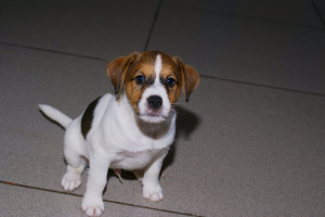 Additional photos: puppies jack russell terrier