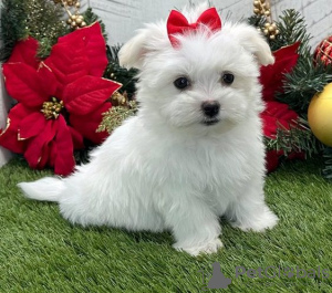Photo №1. maltese dog - for sale in the city of Beirut | negotiated | Announcement № 30261