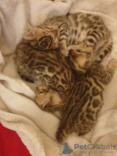 Photo №3. Trained Bengal kittens available now for free Adoption. United States