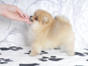 Photo №4. I will sell pomeranian in the city of Eagle. breeder - price - 784$