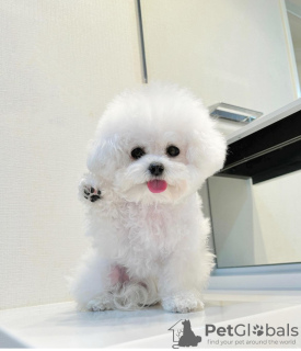 Photo №4. I will sell bichon frise in the city of Prague. private announcement - price - negotiated