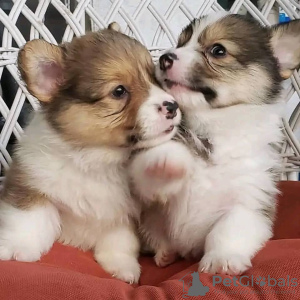 Photo №1. welsh corgi - for sale in the city of Reskula | 264$ | Announcement № 72040