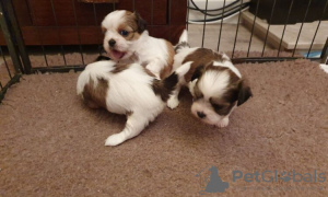 Photo №2 to announcement № 83222 for the sale of shih tzu - buy in Germany private announcement