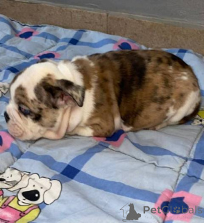 Photo №4. I will sell english bulldog in the city of Werbass.  - price - negotiated